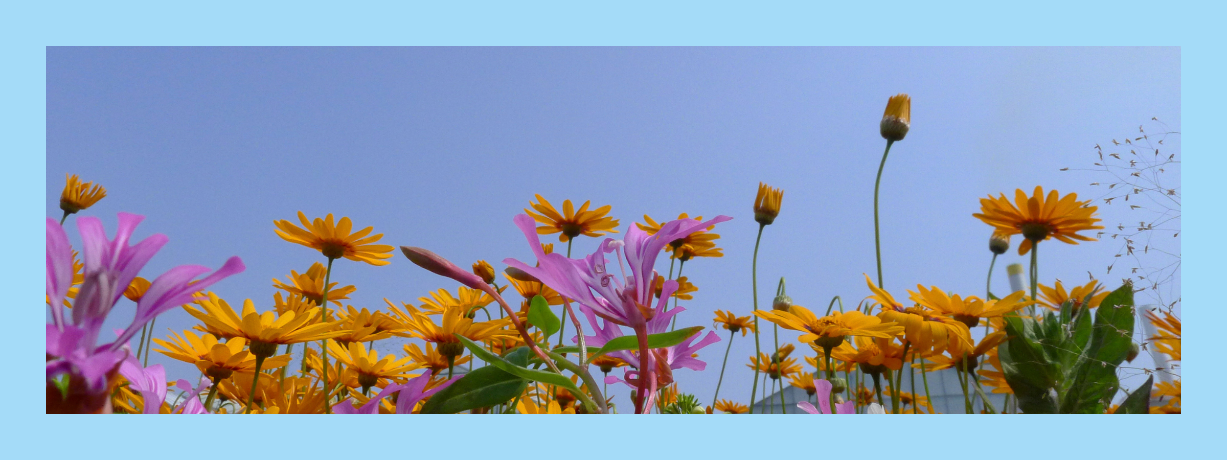 flowers showing how essential oils has benefits for cancer patients