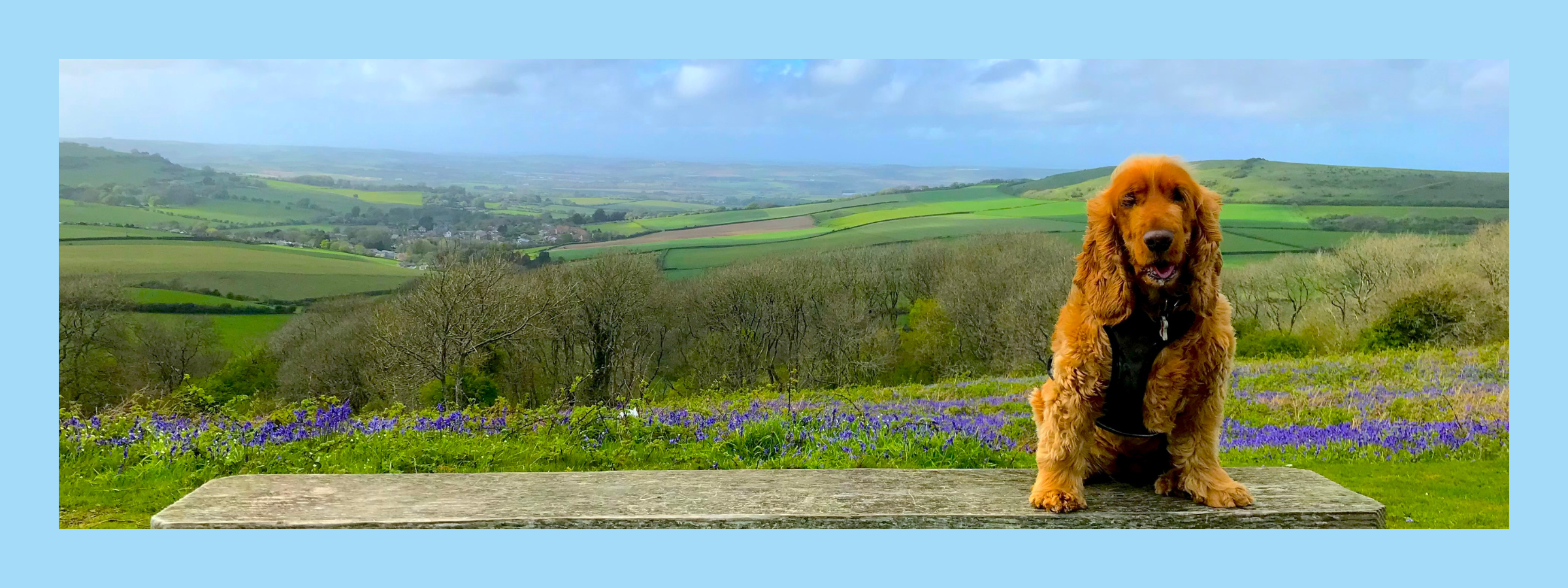 Photo of a dog, representing the companionship and support pets provide during cancer treatment