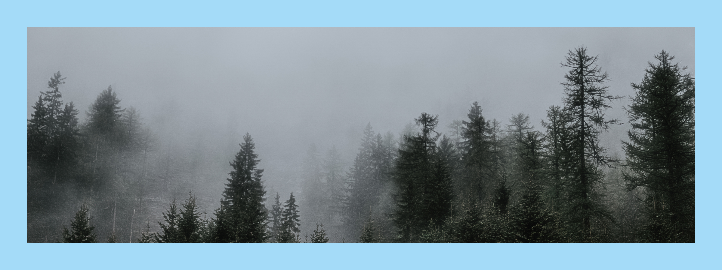 A photo of fog in a woodland to represent chemo brain symptoms