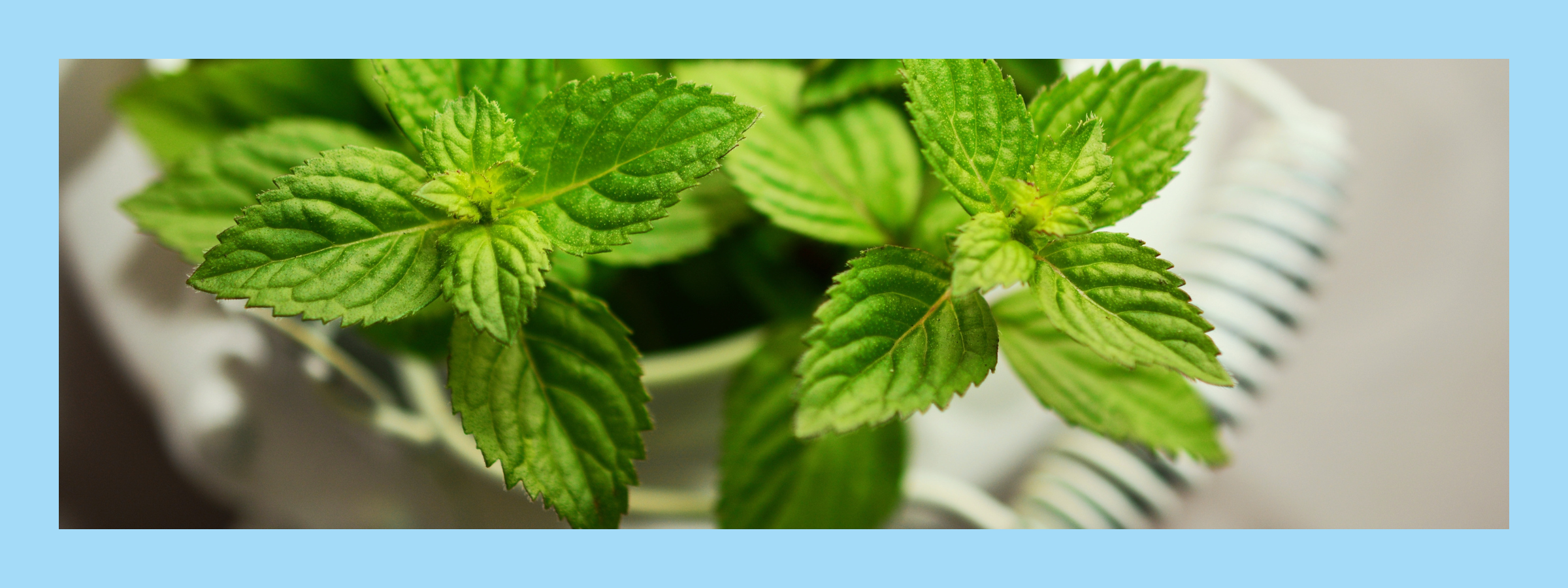 How to treat nausea naturally with peppermint for chemo patients