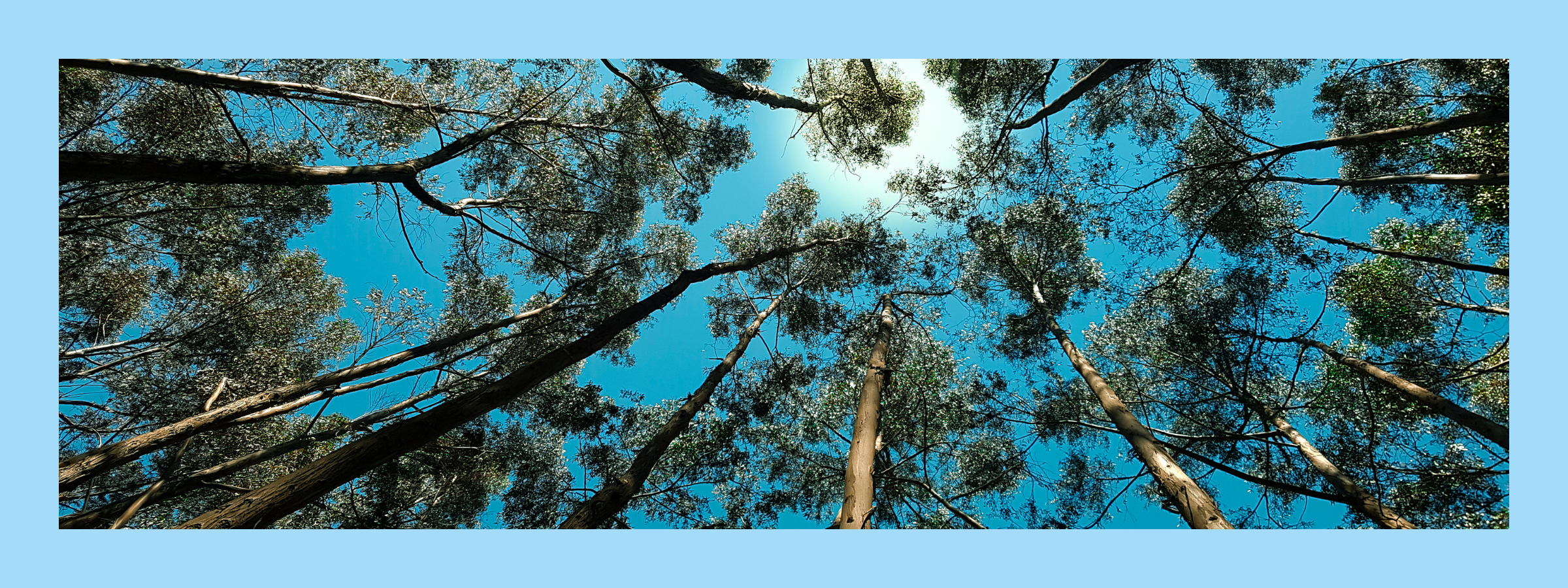 Benefits of Nature - cancer treatment tips - chemotherapy - radiotherapy - side effects - life hacks - mental health help - blogs 